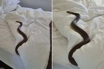 Tá hỏa khi rắn độc nhất thế giới ngủ trên giường