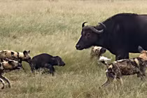 Đẳng cấp của chó hoang, thợ săn số 1 vùng hoang dã châu Phi