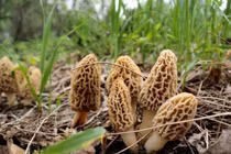 Thứ "thoắt ẩn thoắt hiện" trên núi bán 1 kg có ngay 5 triệu