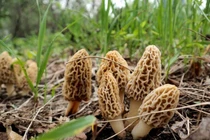 Thứ "thoắt ẩn thoắt hiện" trên núi bán 1 kg có ngay 5 triệu