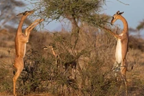 Linh dương Gerenuk có thể sống mà cả đời không cần uống nước