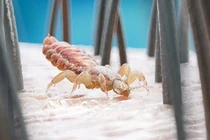 Sự thật về nhiễm ký sinh trùng