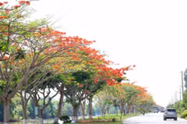 Đường miền Tây rợp sắc đỏ hoa phượng