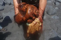 Phát hiện "vàng nổi" nửa triệu USD trong xác cá nhà táng