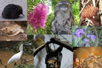 Những loài động vật quen thuộc làng quê Việt Nam dần biến mất