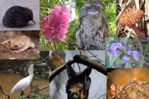 Những loài động vật quen thuộc làng quê Việt Nam dần biến mất