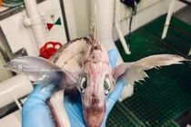 Phát hiện sinh vật lạ ngoại hình giống 'rồng con' nhưng sống biển sâu