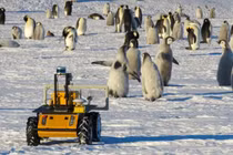 Robot trông giữ chim cánh cụt hoàng đế ở Nam Cực