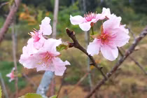 Rực rỡ sắc hoa anh đào Nhật Bản ở Bình Định