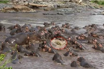 Hơn 30 con hà mã tấn công một con cá sấu