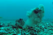 Video: Trận hỗn chiến giữa những con bạch tuộc