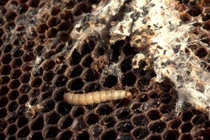 Loài sâu tí hon có thể ăn hàng tỷ kg rác thải nhựa