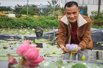 Trồng hoa "nở ra tiền", ngày ngày lội bùn bắt sâu, để lâu ăn hết vốn