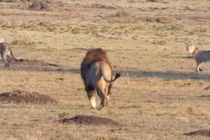 Sư tử thể hiện sức mạnh tuyệt đối trong họ nhà mèo lớn