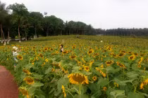 Cận cảnh đồi hoa hướng dương khiến chị em check in quên cả nắng