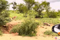 Nơi không một loài động vật dám có "một giấc ngủ yên"