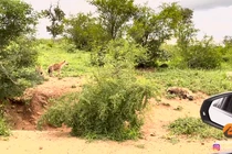 Nơi không một loài động vật dám có "một giấc ngủ yên"