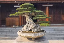 Thanh niên trẻ bỏ 35 tỷ mua cây sanh cổ "giá trị chỗ nào"?