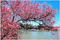 Mùa hoa anh đào Đà Lạt
