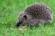 Trí tuệ nhân tạo tham gia bảo tồn nhím