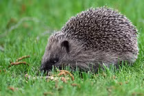 Trí tuệ nhân tạo tham gia bảo tồn nhím