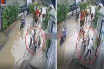 Chàng trai bỏ xe máy Xipo chạy trốn khi gặp đàn bò