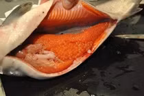 Cá hồi Sa Pa bụng đầy trứng vẫn rớt giá thê thảm