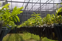 Vườn lan quý hiếm được chăm sóc, bảo vệ hơn cả kho báu