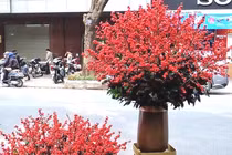 Đại gia chi 100 triệu mua đào đông, hàng Tàu đỏ rực chơi Tết Canh Tý