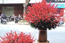 Đại gia chi 100 triệu mua đào đông, hàng Tàu đỏ rực chơi Tết Canh Tý