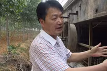 Nghỉ việc về quê nuôi 22 con lợn, nay thành đại gia khiến cả nước bất ngờ