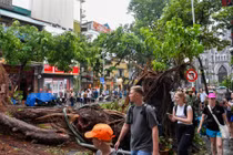 Cây cổ thụ Hà Nội bị bão Yagi quật ngã, người dân tiếc nuối