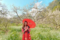 Tranh thủ mùa hoa mận nở, nữ MC VTV hóa gái H'Mông gây sốt mạng