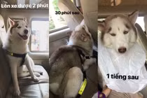 “7749” nỗi lòng của các con sen phải đưa boss về quê ăn Tết