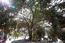 Nghệ An: Cây quýt rừng khổng lồ, giá 100 triệu chưa bán