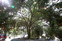 Nghệ An: Cây quýt rừng khổng lồ, giá 100 triệu chưa bán