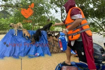 Những pha giải cứu "boss" bị kẹt ở bãi sông Hồng nhìn mà thương