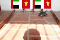 “Thần rùa” dự đoán cực sốc về trận đấu giữa U23 Việt Nam và U23 UAE