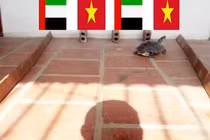 “Thần rùa” dự đoán cực sốc về trận đấu giữa U23 Việt Nam và U23 UAE