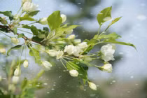 15 ngày tới, con giáp có sự nghiệp ổn định, tình duyên đơm hoa kết trái