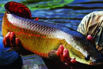 Đại gia Việt chơi ngông: Chi tiền khủng rước "quái thú" về nuôi 