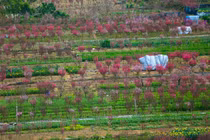 Làng đào Nhật Tân – Phú Thượng từ góc cao, mới lạ ra sao?