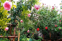 Tôi buốt tim trước lời đồn thổi sau lưng người chồng