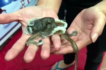 Đặc sản ở Quảng Ninh, giá bạc triệu nhưng có tiền cũng khó mua 