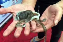 Đặc sản ở Quảng Ninh, giá bạc triệu nhưng có tiền cũng khó mua 