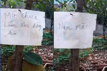 Ghi giấy chống hái trộm mít, chủ nhân nhận về cái kết "chết cười"