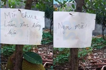 Ghi giấy chống hái trộm mít, chủ nhân nhận về cái kết "chết cười"