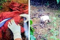 Vụ phát hiện thi thể không nguyên vẹn có nhiều vết đâm: Bắt một nghi phạm