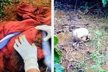 Vụ phát hiện thi thể không nguyên vẹn có nhiều vết đâm: Bắt một nghi phạm