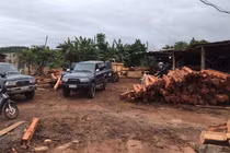 Tạm giam giám đốc doanh nghiệp gỗ để điều tra gần 200m3 gỗ lậu